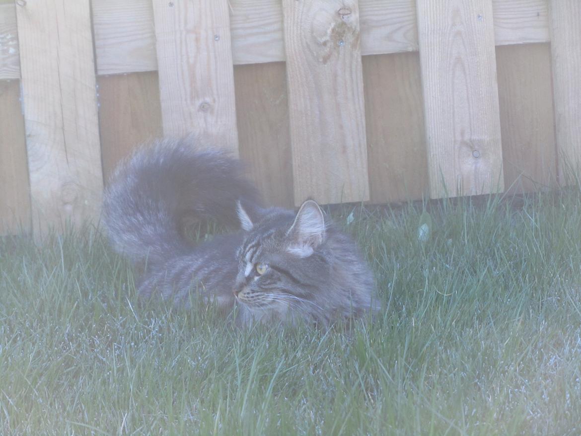 Blanding af racer Mille billede 5