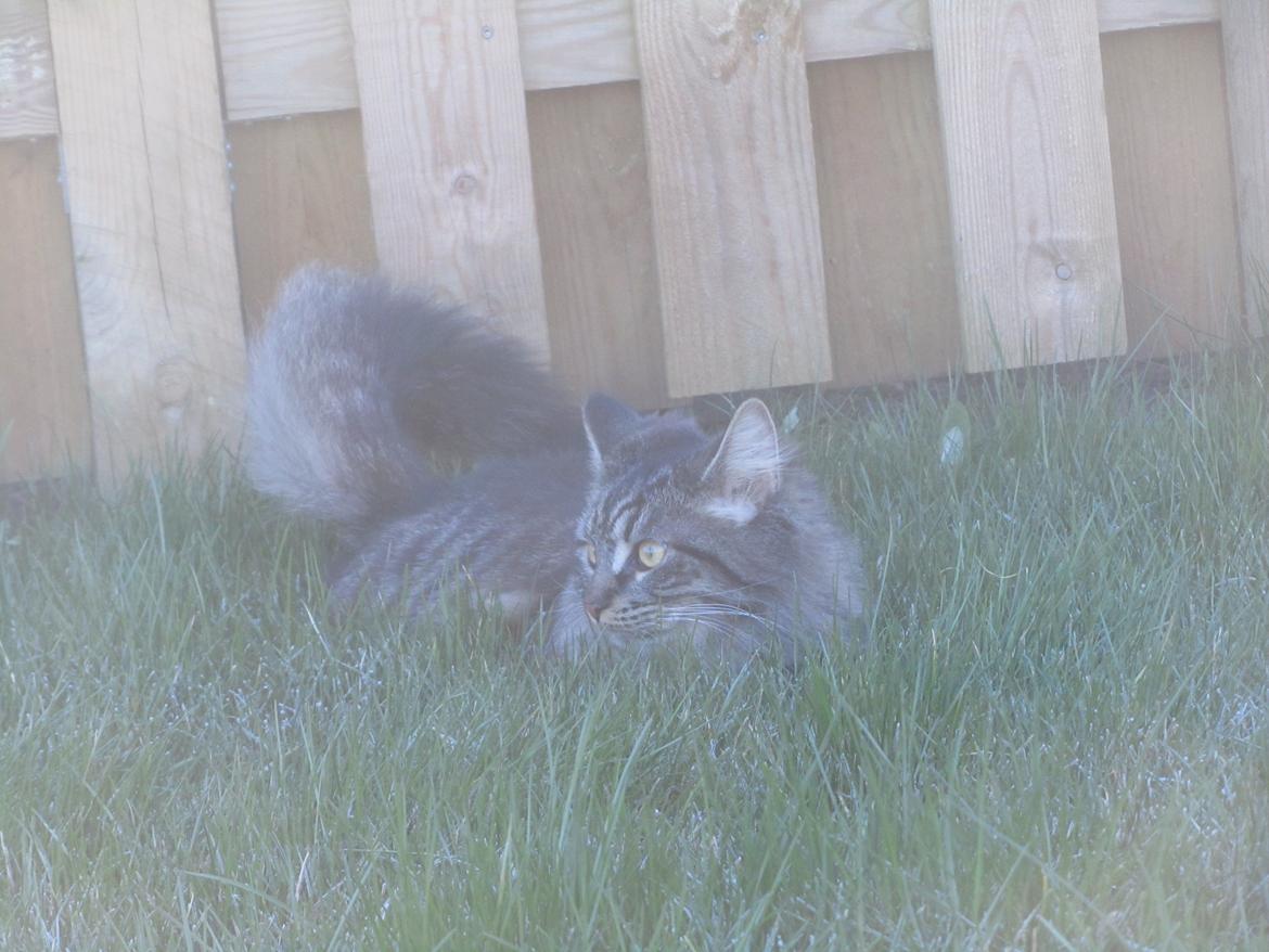 Blanding af racer Mille billede 7