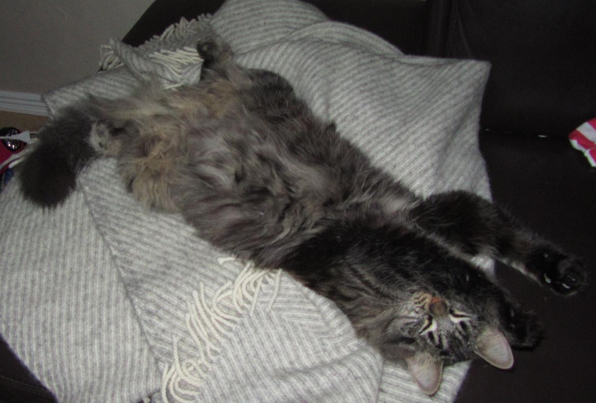 Blanding af racer Mille billede 8