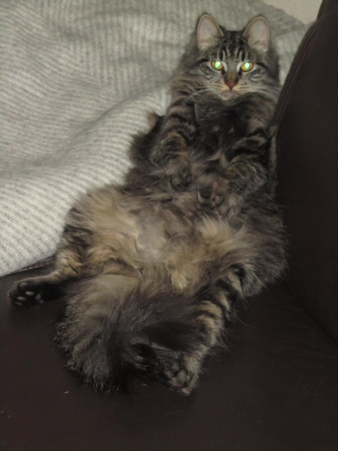 Blanding af racer Mille - Mangler bare fjernbetjeningen og en bajer så den hjemme;O) billede 9