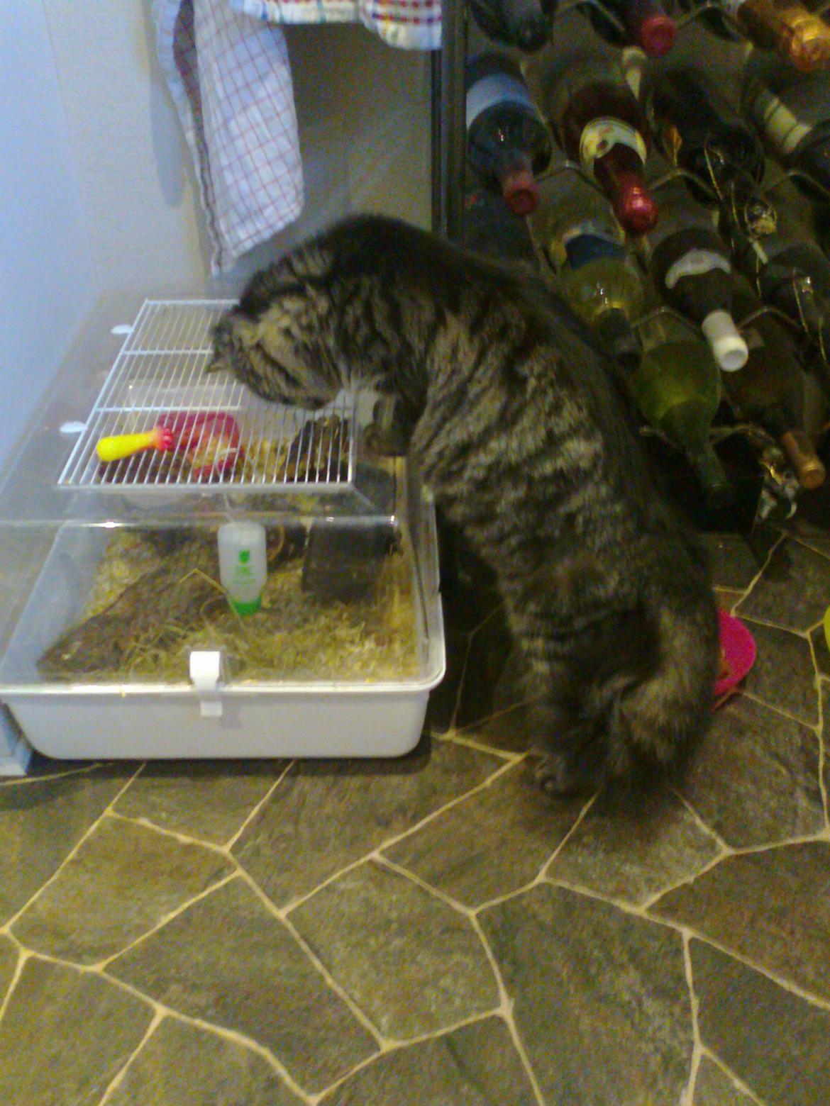 Blanding af racer Mille - mums hamstersteg billede 10