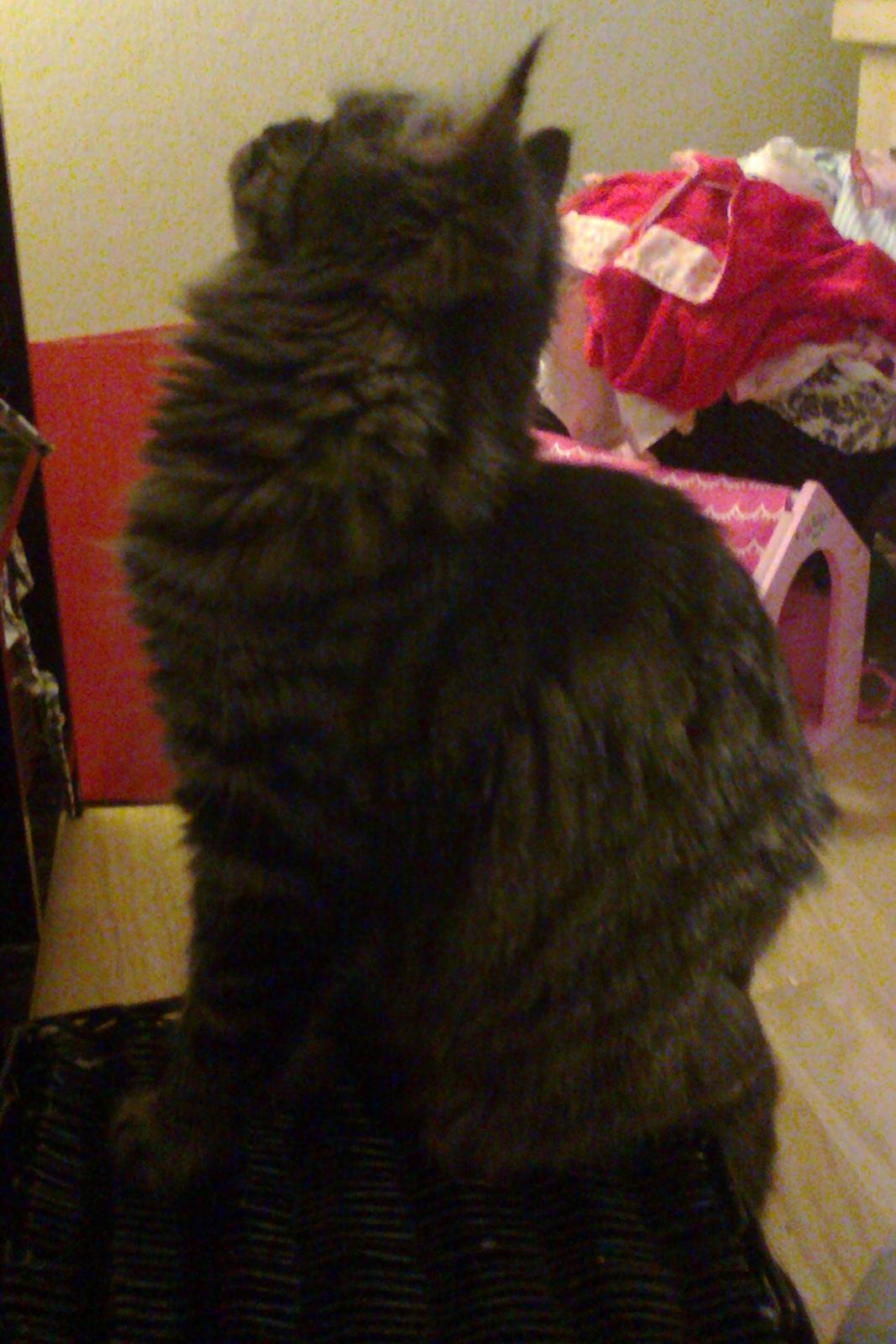 Blanding af racer Mille - hmmm fugl til middag??? billede 11