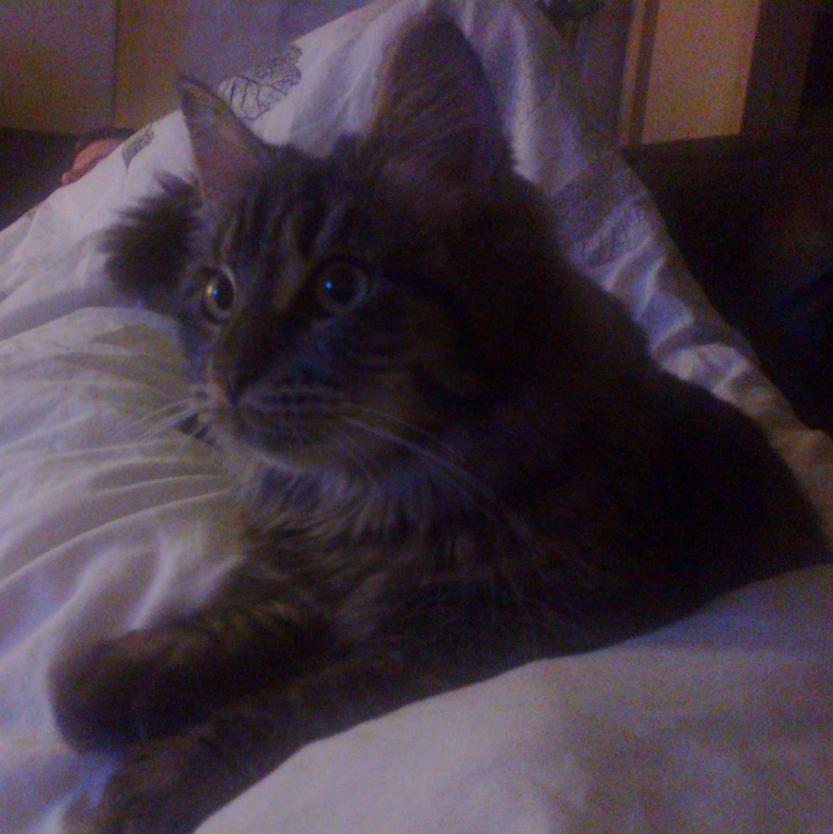 Blanding af racer Mille billede 12