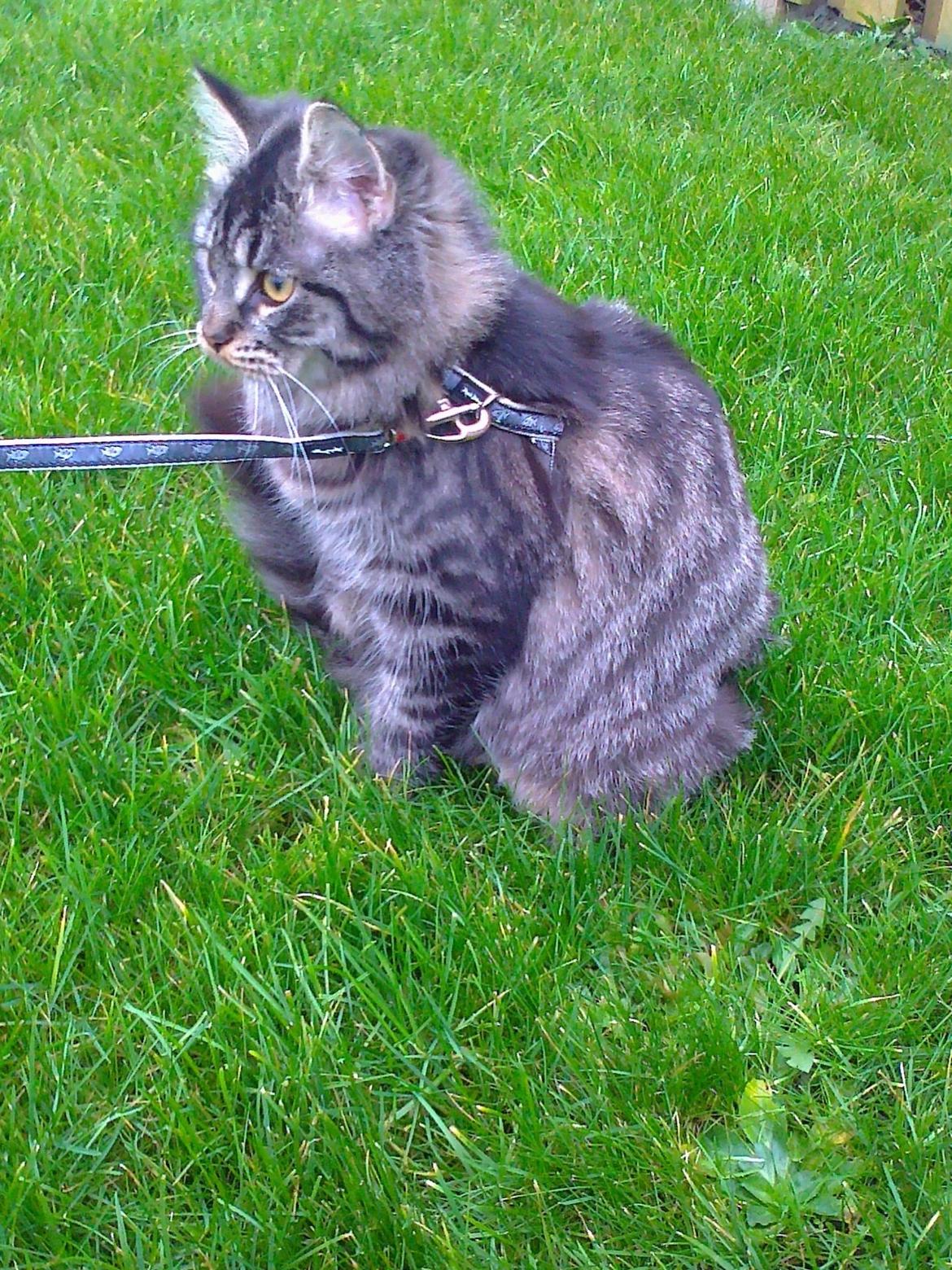 Blanding af racer Mille - 1 gang ude her hos os billede 13