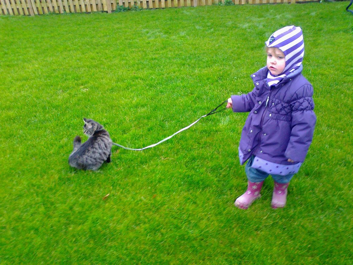 Blanding af racer Mille - michella er meget stolt af sin lille kat;O) billede 14