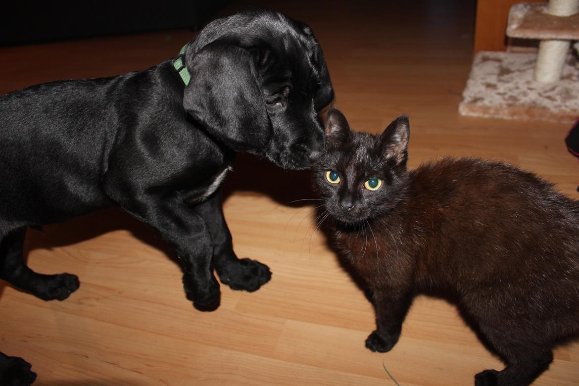 Huskat Niam billede 3