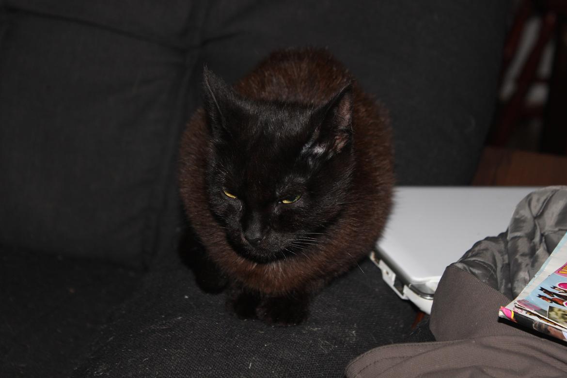 Huskat Niam billede 18