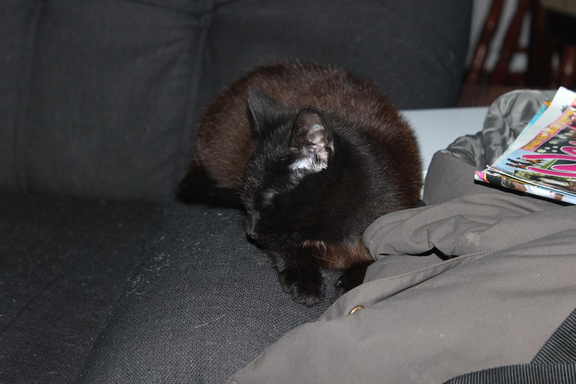 Huskat Niam billede 19