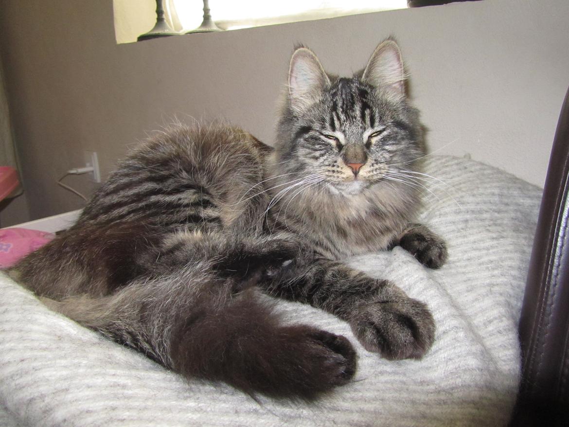 Blanding af racer Mille billede 3