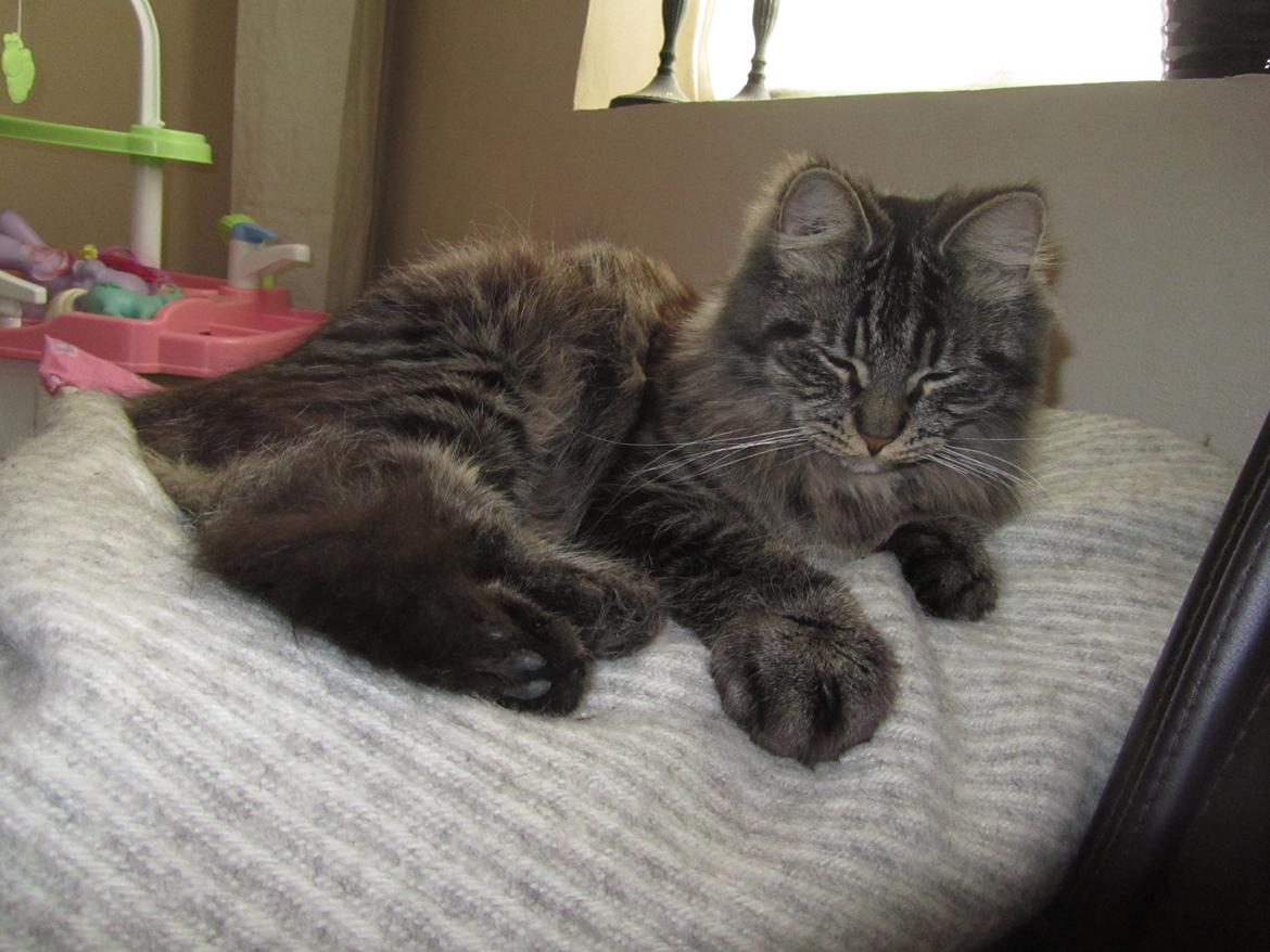 Blanding af racer Mille billede 16