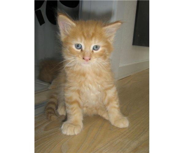 Maine Coon Kovu - Som da vi hentede ham 12 uger gammel.  billede 3