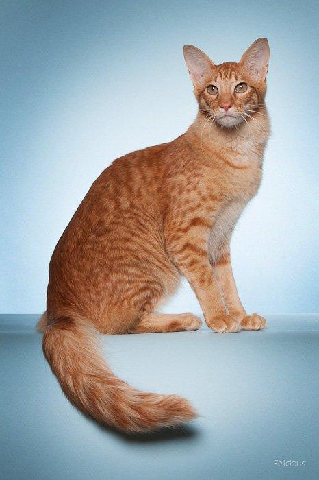 Orientalsk Langhåret Dk Kamyne Røde Slyngel billede 1