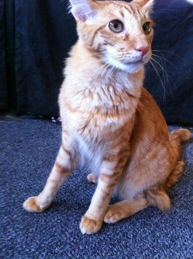 Orientalsk Langhåret Dk Kamyne Røde Slyngel billede 2