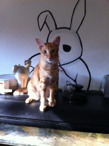 Orientalsk Langhåret Dk Kamyne Røde Slyngel billede 4