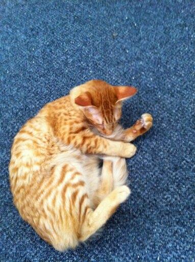 Orientalsk Langhåret Dk Kamyne Røde Slyngel billede 6