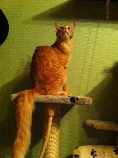 Orientalsk Langhåret Dk Kamyne Røde Slyngel billede 7