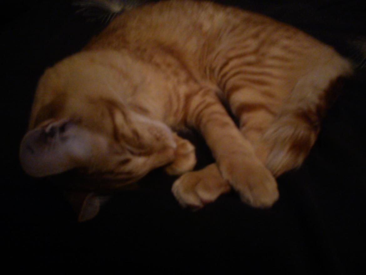 Orientalsk Langhåret Dk Kamyne Røde Slyngel billede 9