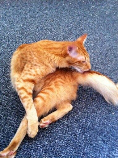 Orientalsk Langhåret Dk Kamyne Røde Slyngel billede 10