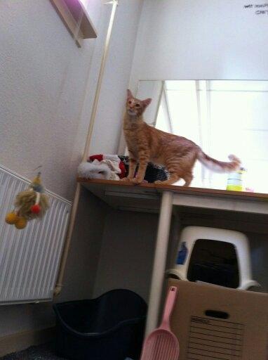 Orientalsk Langhåret Dk Kamyne Røde Slyngel billede 12