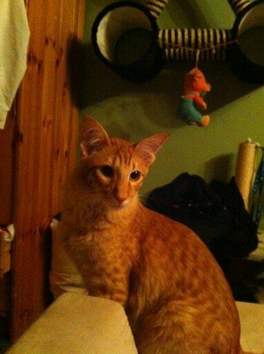 Orientalsk Langhåret Dk Kamyne Røde Slyngel billede 8