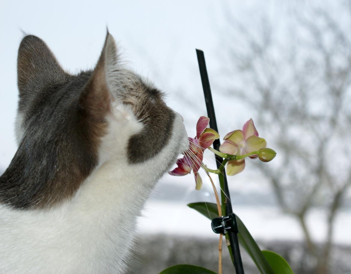 Huskat Cup Cake billede 9