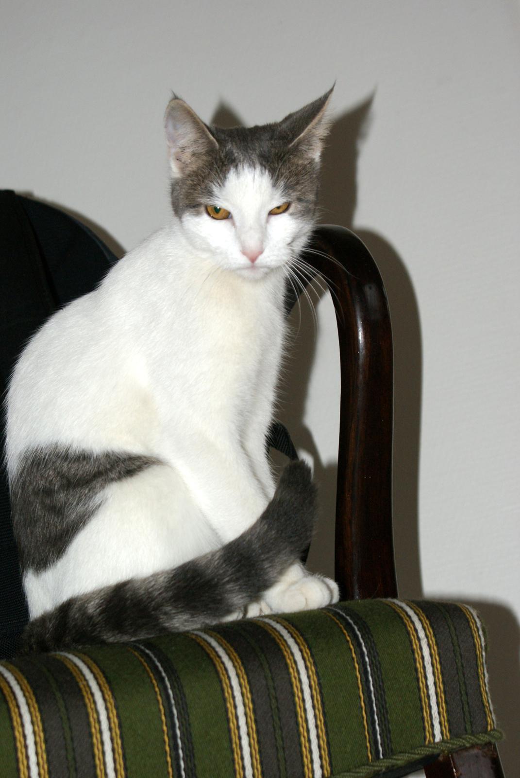 Huskat Cup Cake billede 10