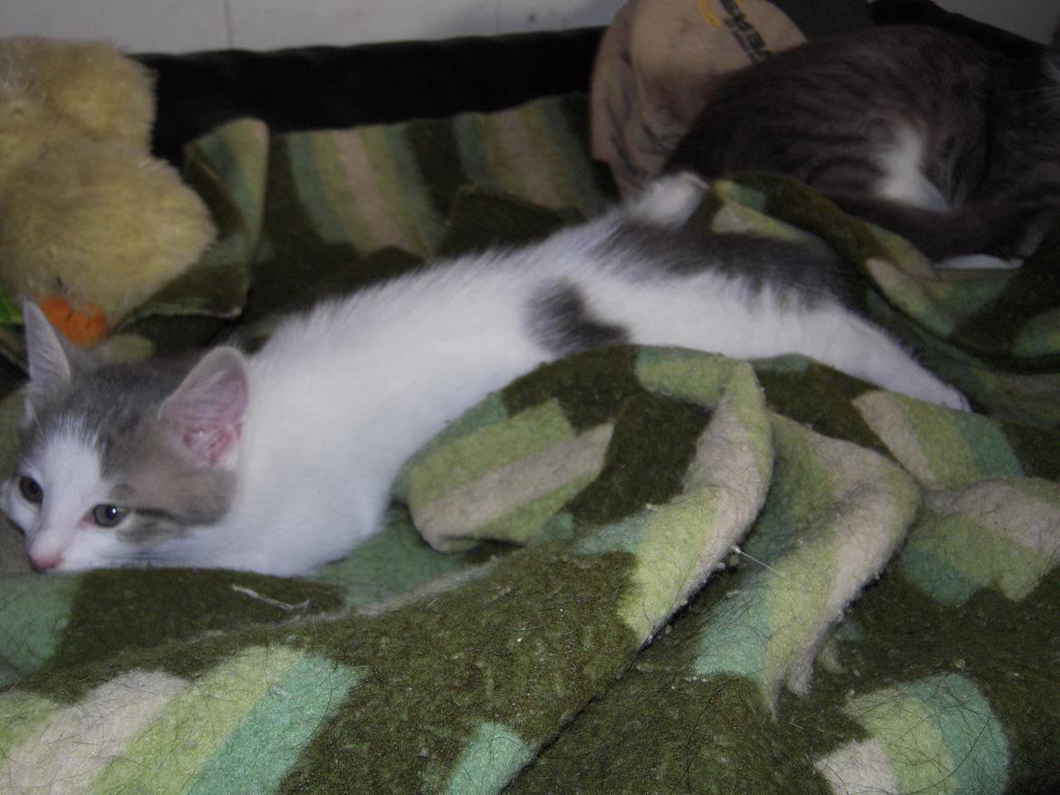 Huskat Cup Cake billede 12