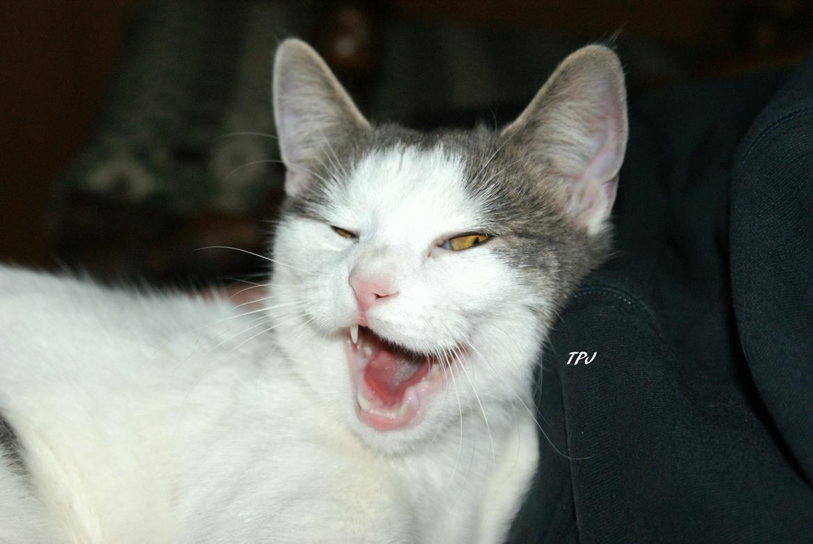 Huskat Cup Cake - Slapper af ved moooar :) billede 14