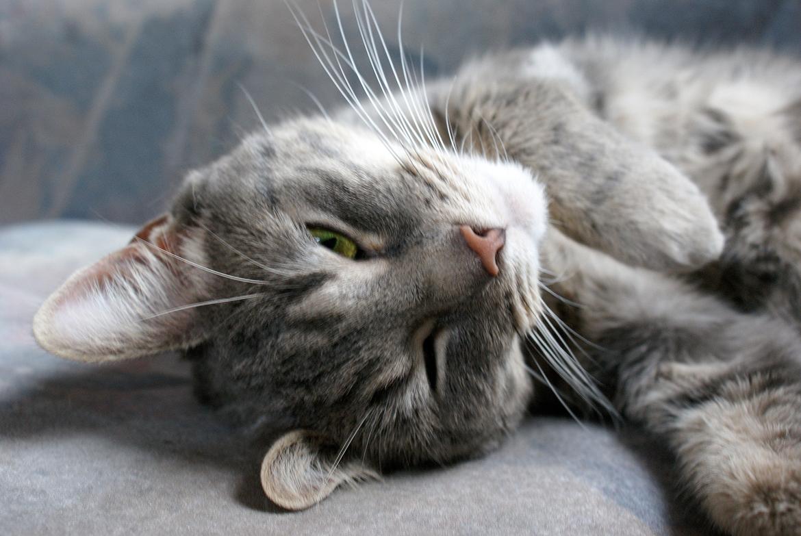 Huskat Bov billede 16