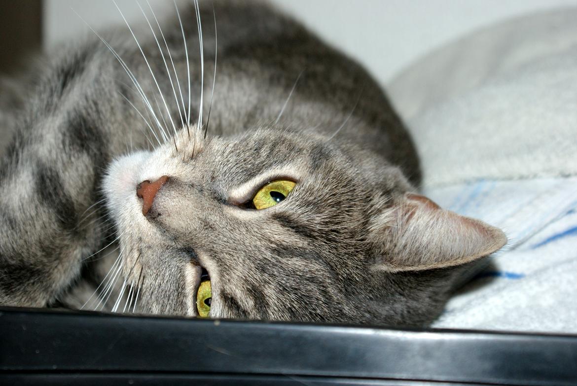 Huskat Bov billede 17