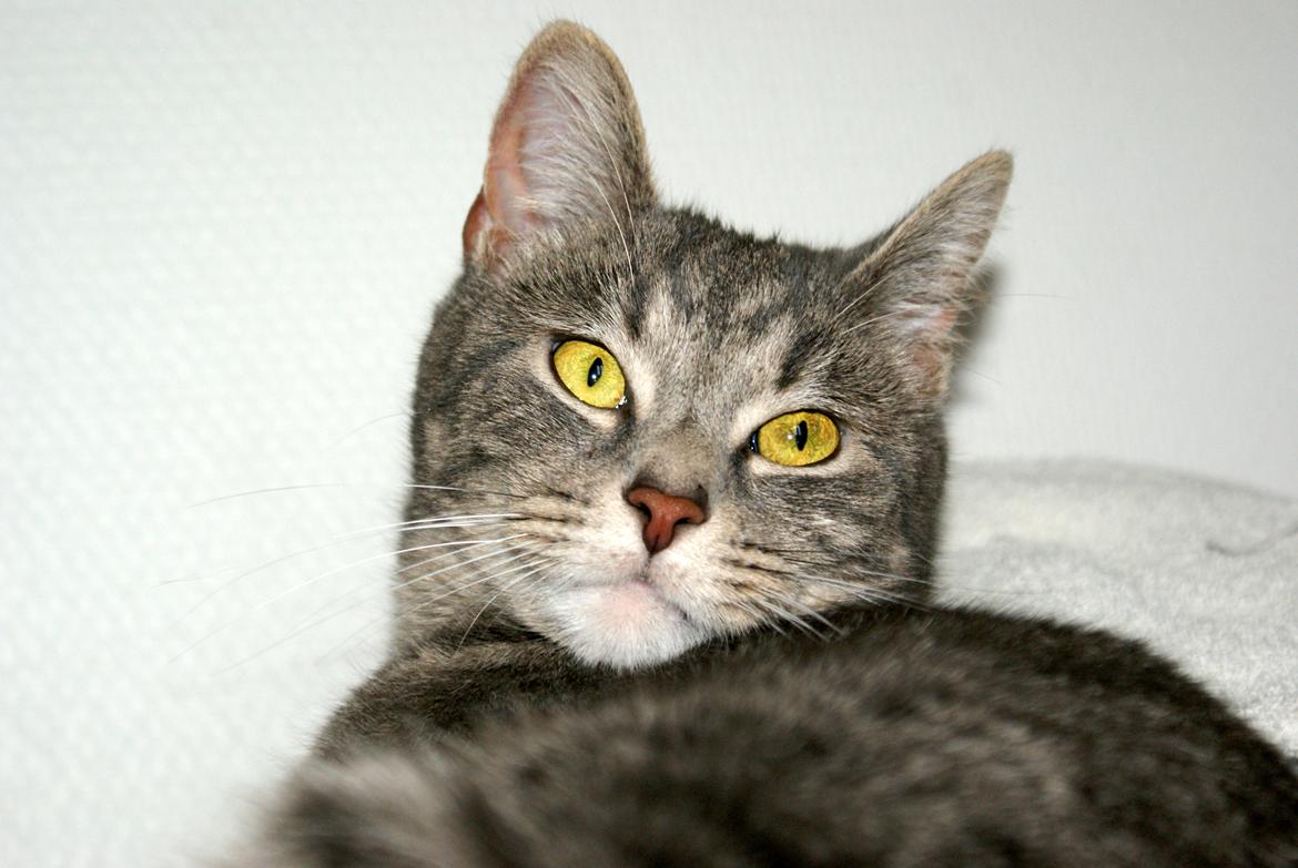 Huskat Bov billede 18