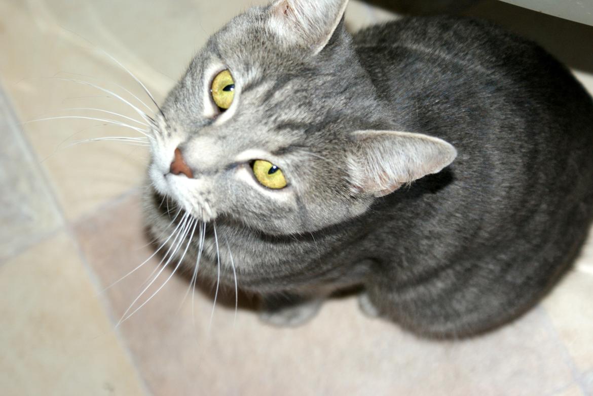 Huskat Bov billede 19