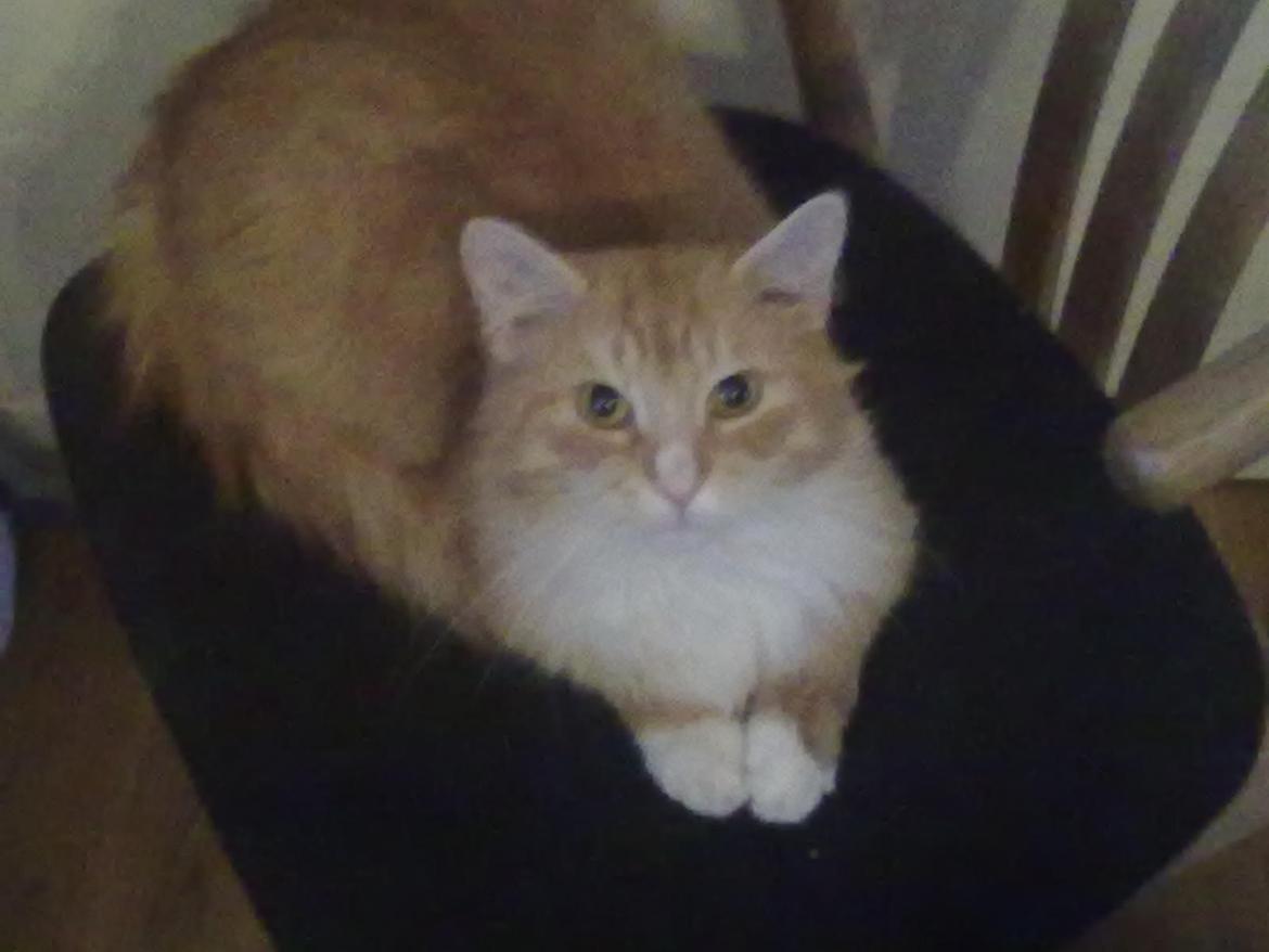 Blanding af racer laban billede 7