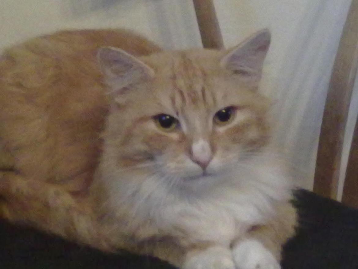 Blanding af racer laban billede 8