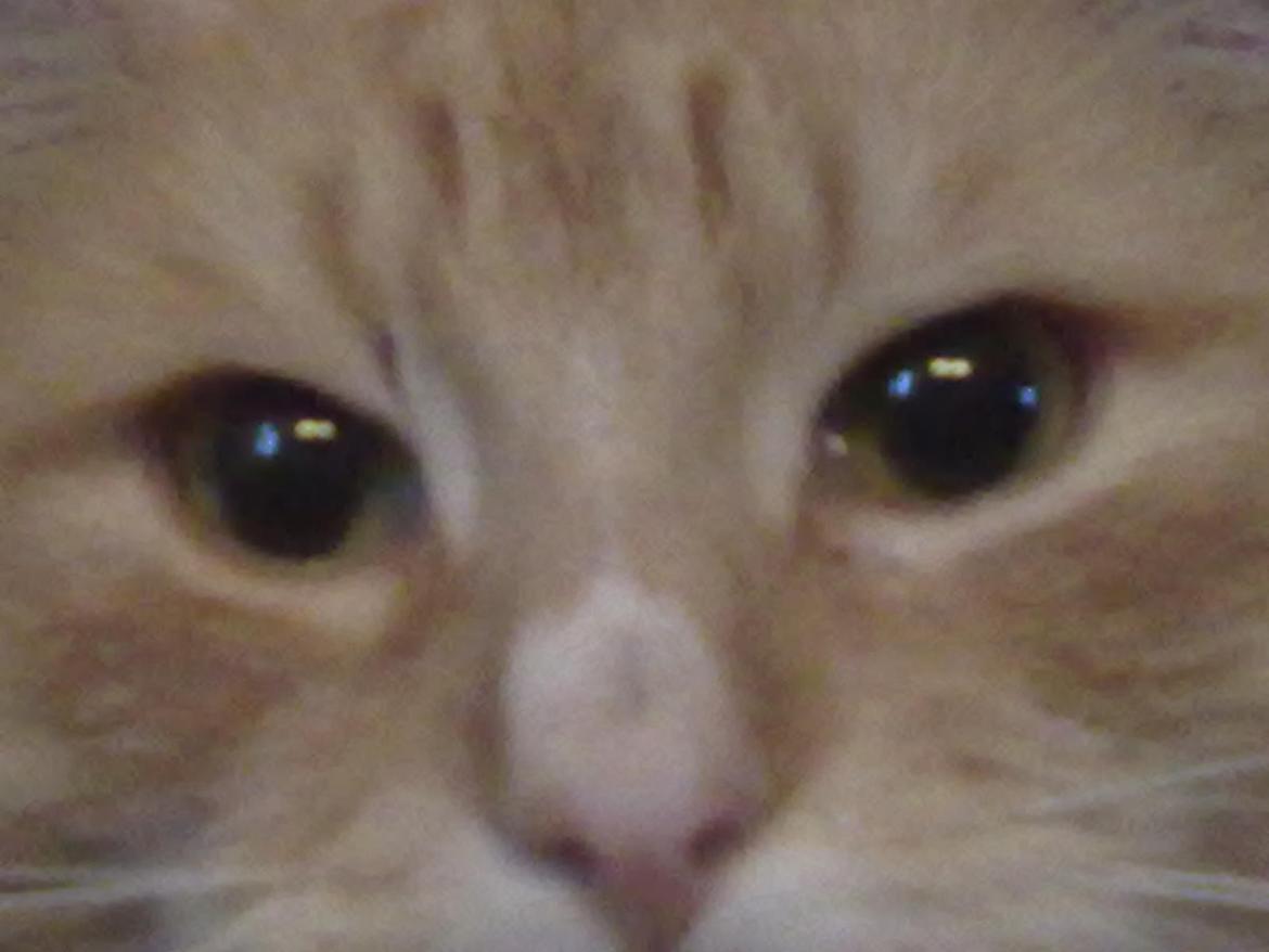 Blanding af racer laban billede 9