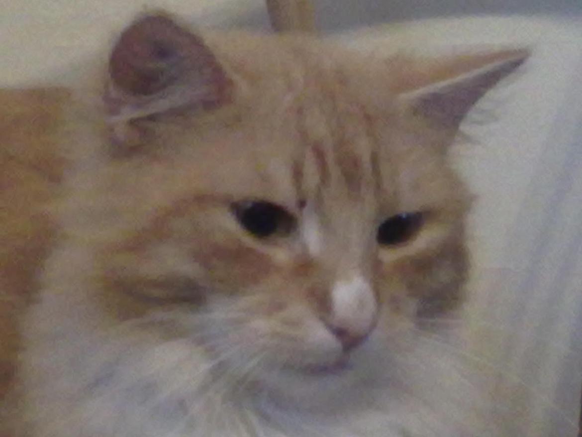 Blanding af racer laban billede 10