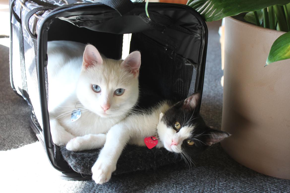 Huskat Tumle <3 Min drømme kat <3 Mit hjerte barn <3 - Det er hygge <3  billede 17