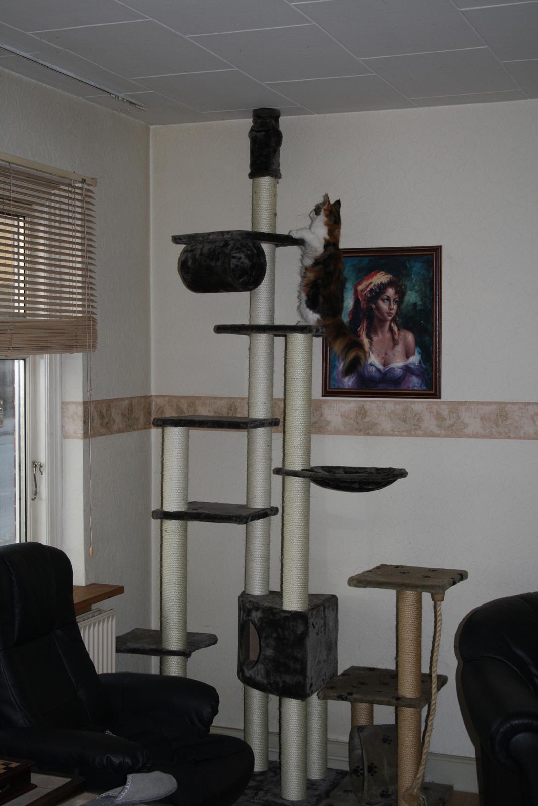 Maine Coon DK Brøderup's Adak "Aya" - Så har Aya fået en stort krasdetræ billede 13