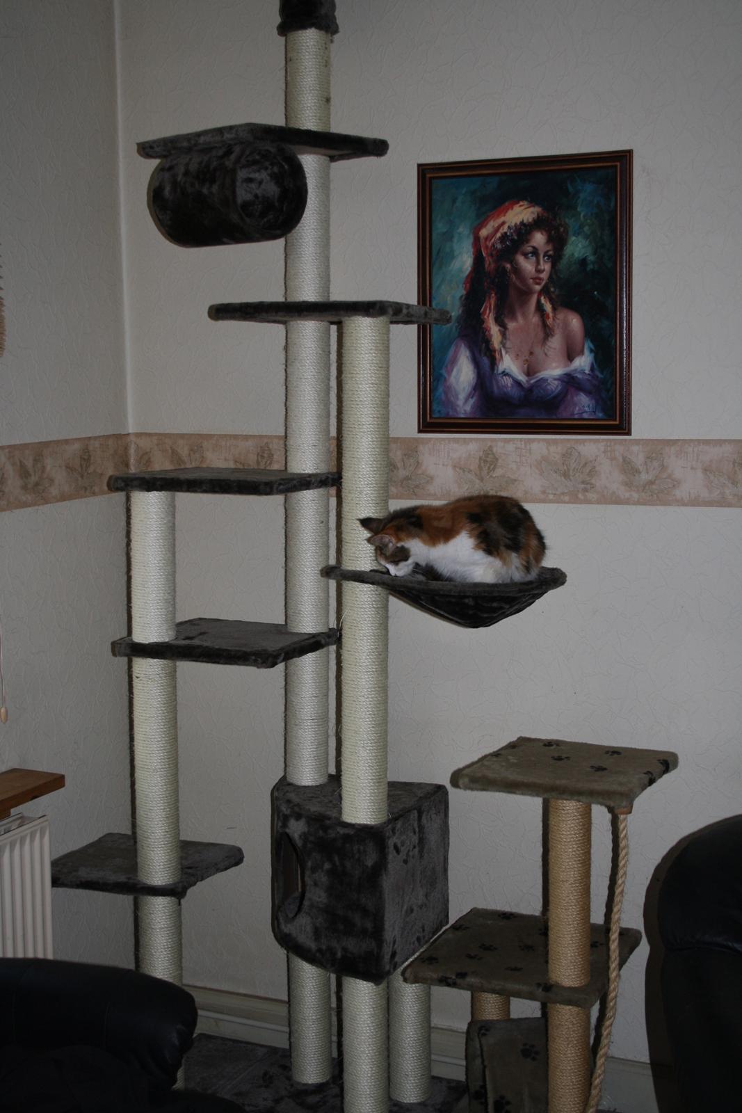 Maine Coon DK Brøderup's Adak "Aya" - det er dejligt med en rede billede 14