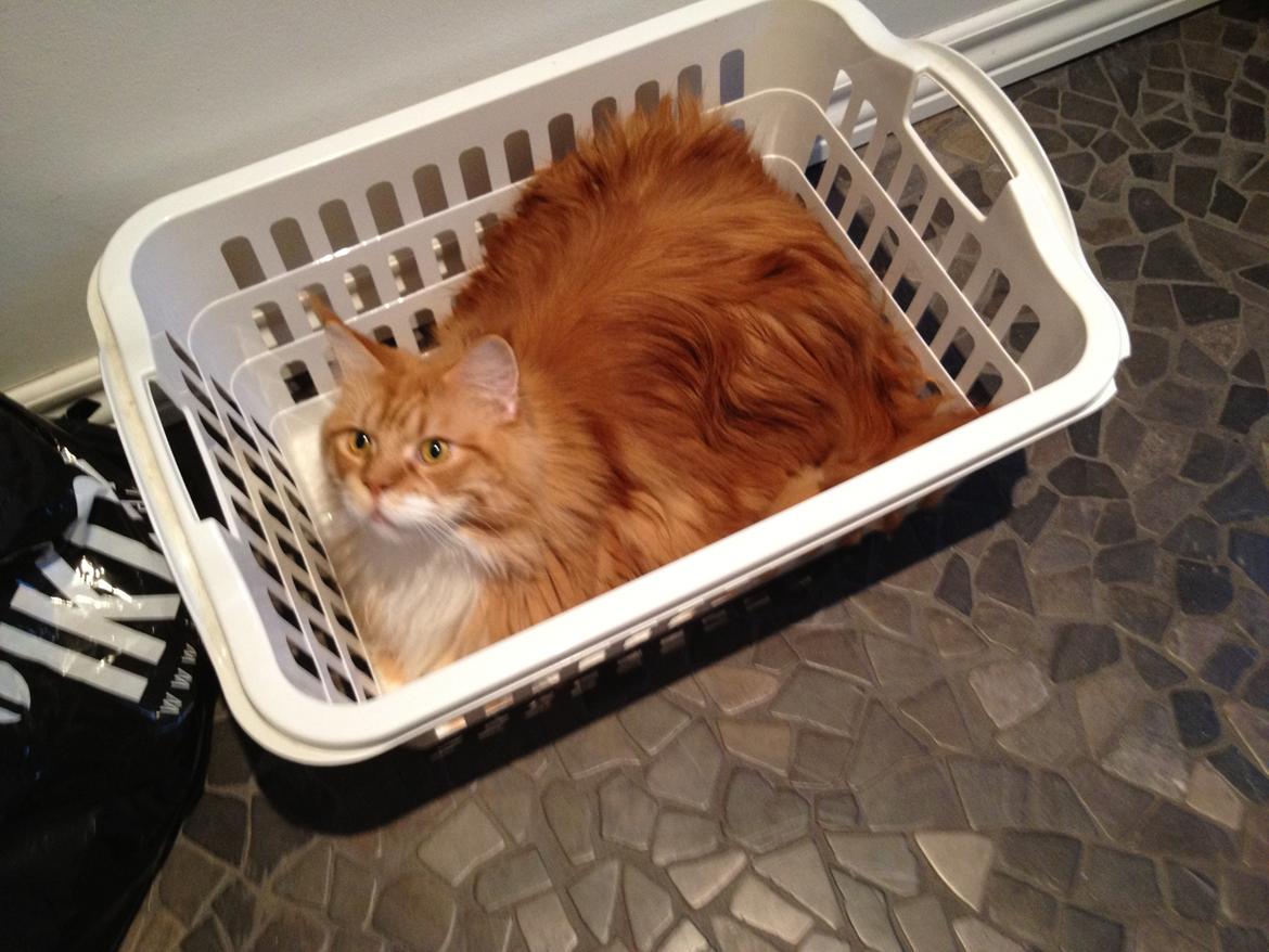 Maine Coon Lex billede 2