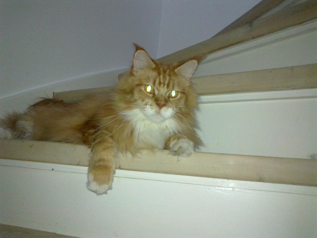 Maine Coon Lex billede 11