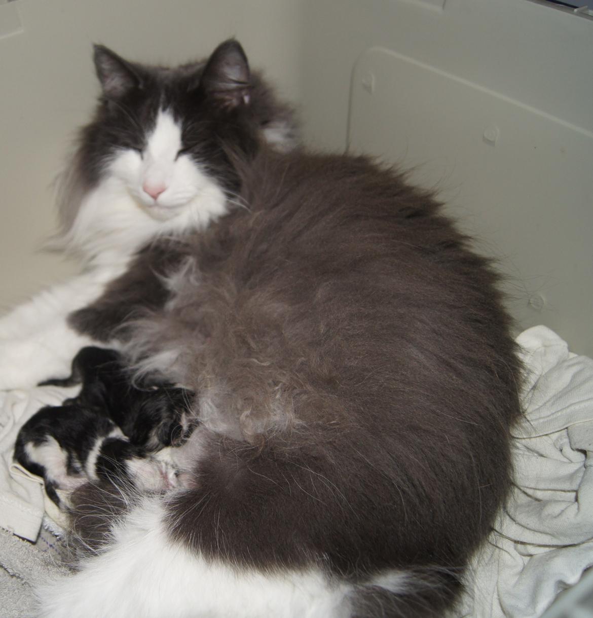 Norsk Skovkat DK Lunden's Cilina *Himmelkat* - Cilina med sit føste kuld killinger... Her er de lige født d. 18/2 2012  billede 6