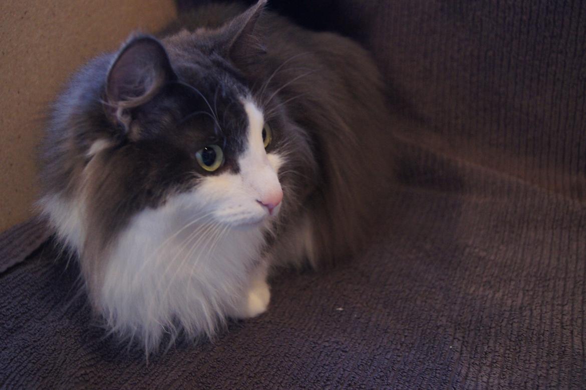 Norsk Skovkat DK Lunden's Cilina *Himmelkat* - Cilina holder øje med hendes killinger :o) billede 7