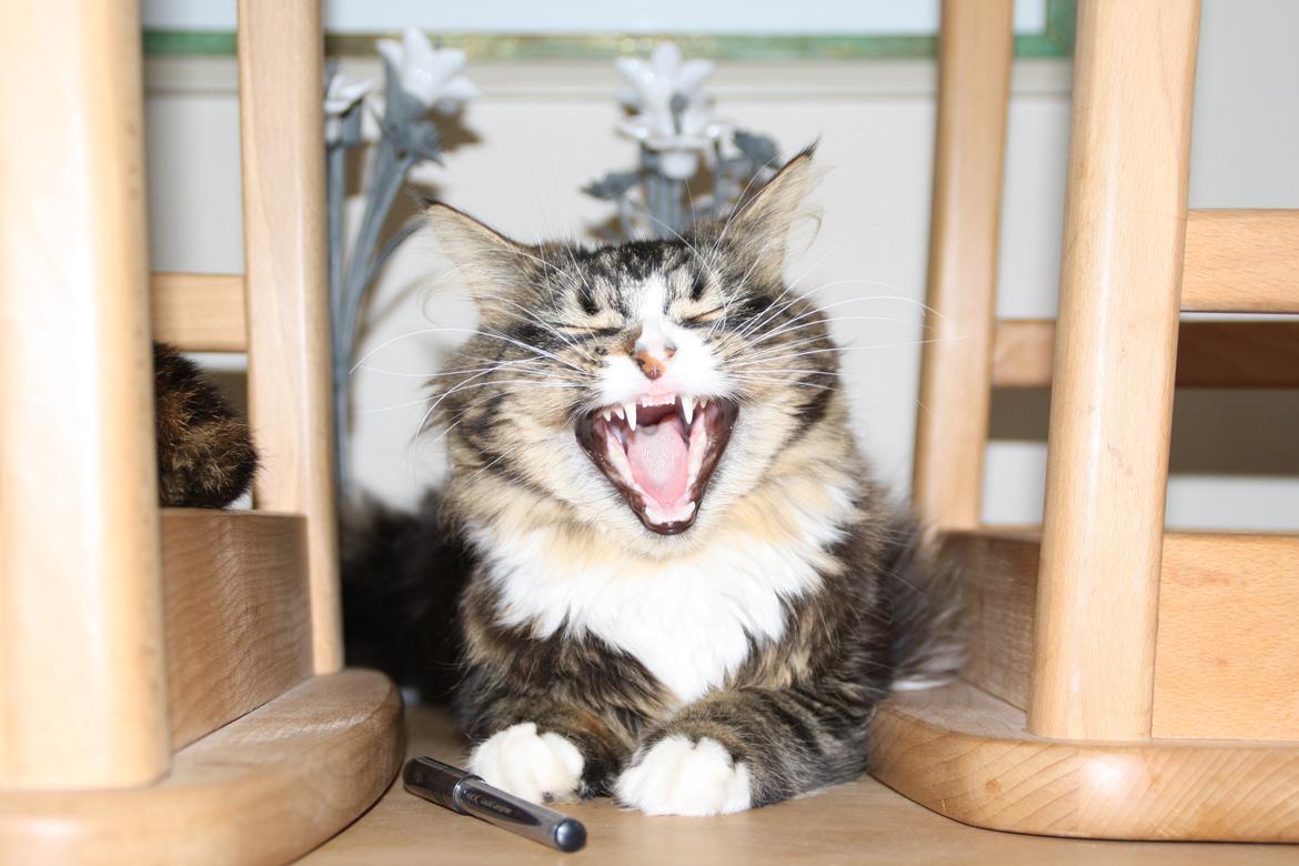 Blanding af racer Laksi billede 18