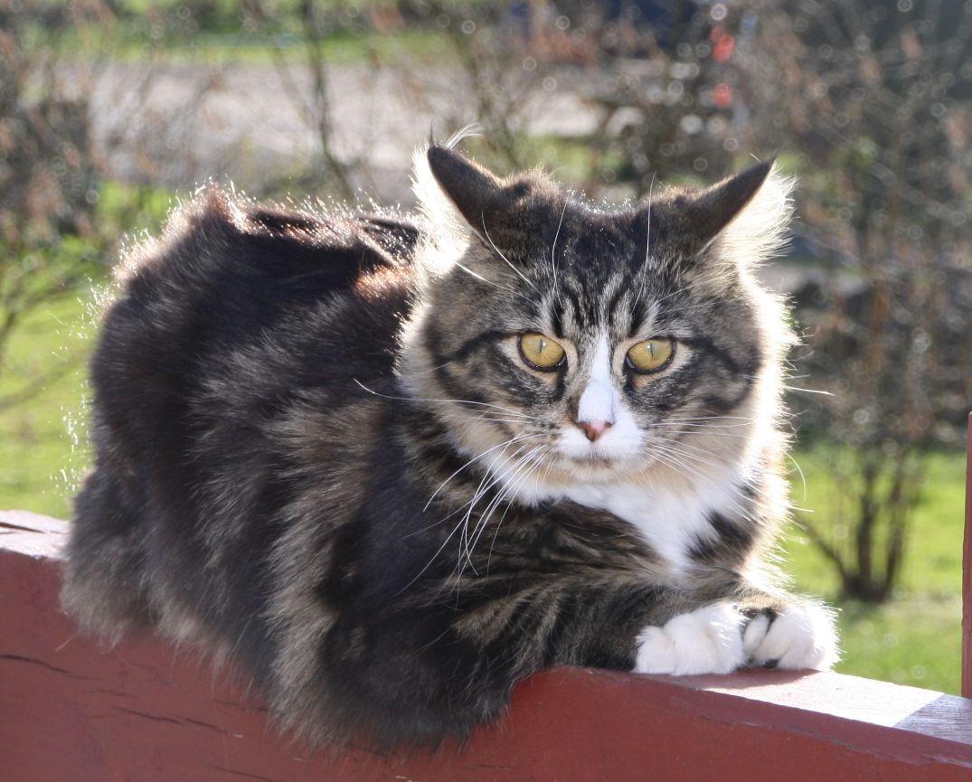 Blanding af racer Laksi billede 4