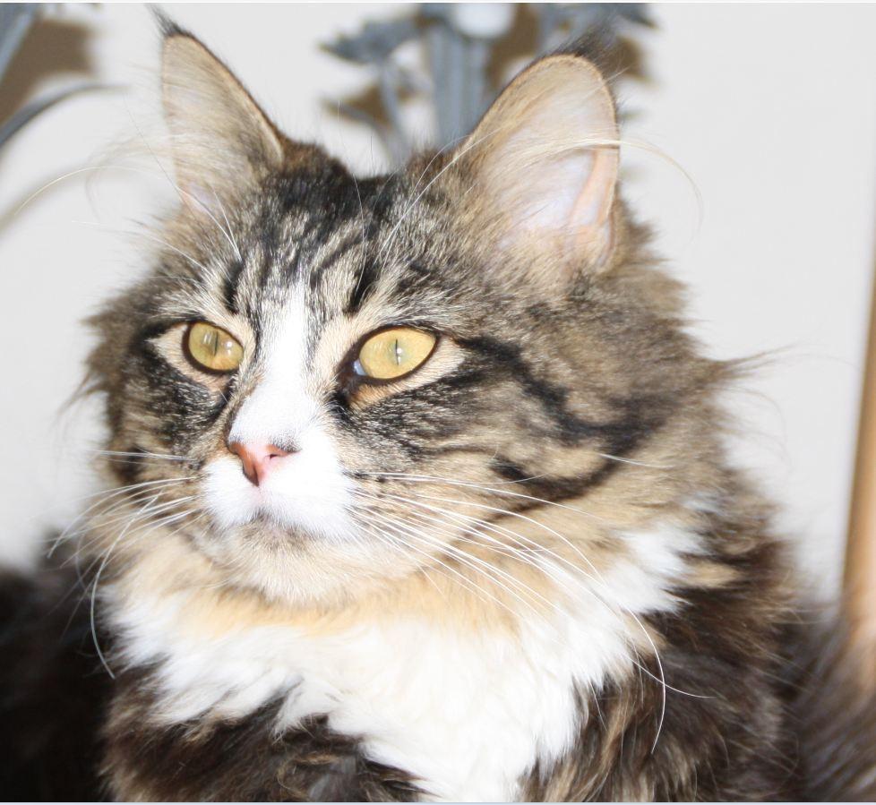 Blanding af racer Laksi billede 19