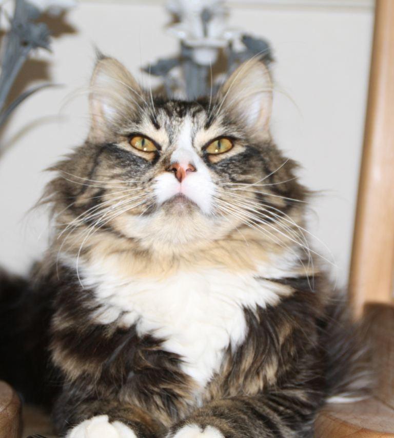 Blanding af racer Laksi billede 16