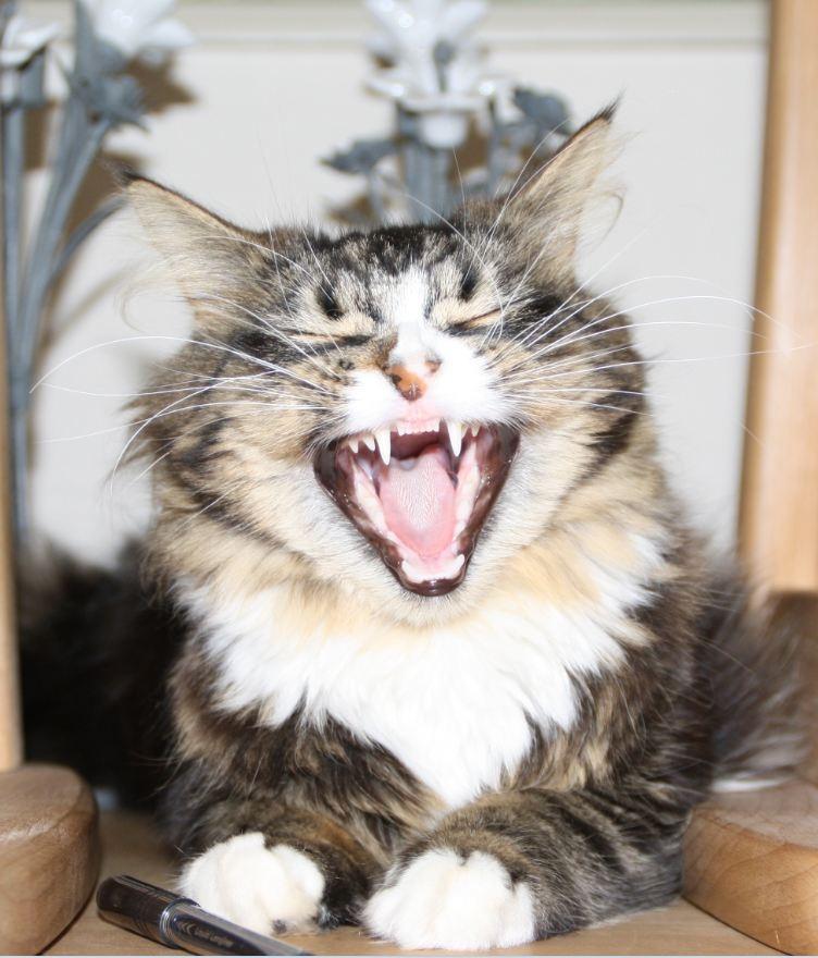 Blanding af racer Laksi billede 1