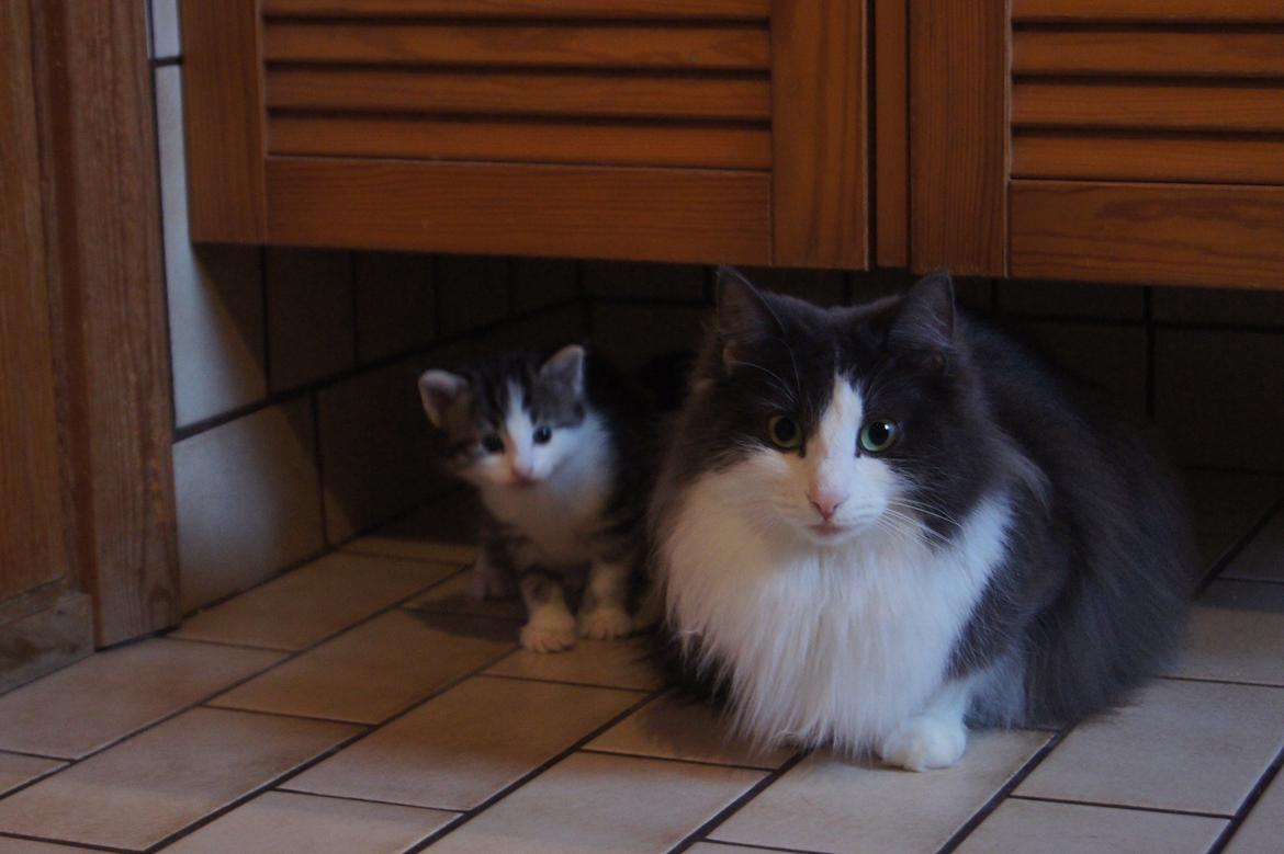 Norsk Skovkat DK Lunden's Cilina *Himmelkat* - Cilina med hendes killing Al Capone 4 uger gammel billede 8