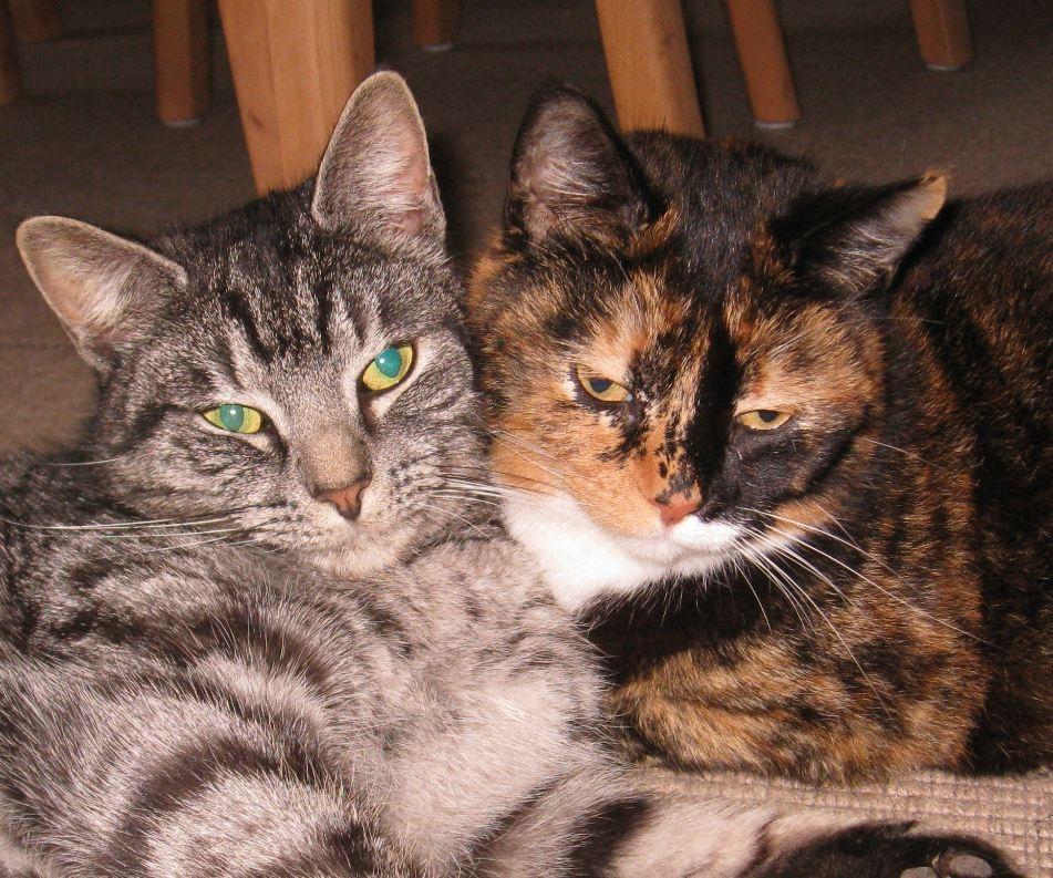 Blanding af racer Blackfoot billede 2